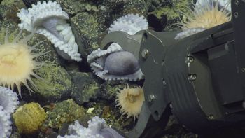 Media type: image;   Invertebrate Zoology 153104 Description: live specimen;